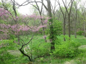 Old Stone Home Williamsport IN wooded property